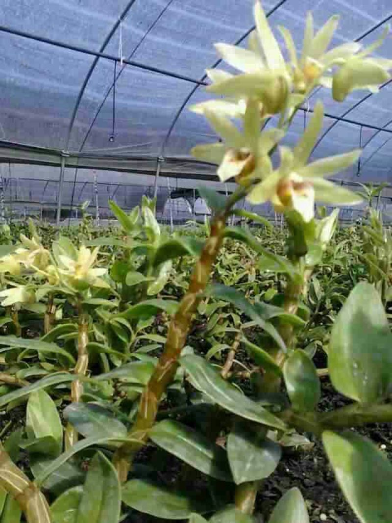 铁皮石斛野生石斛