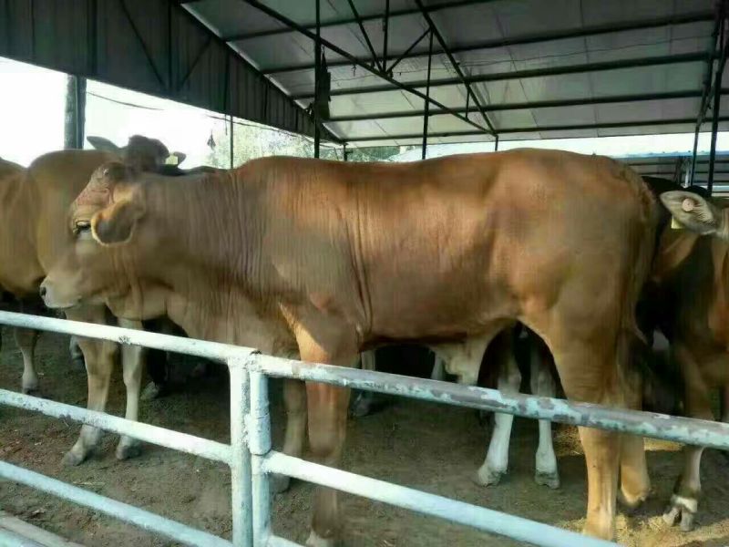 西门塔尔牛犊200~300kg