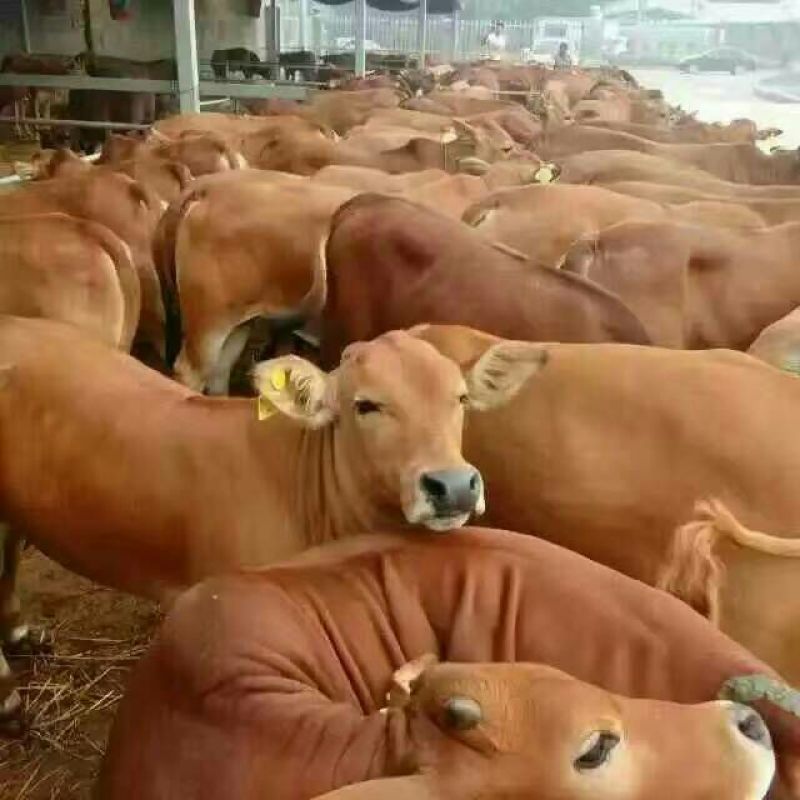 西门塔尔牛犊200~300kg