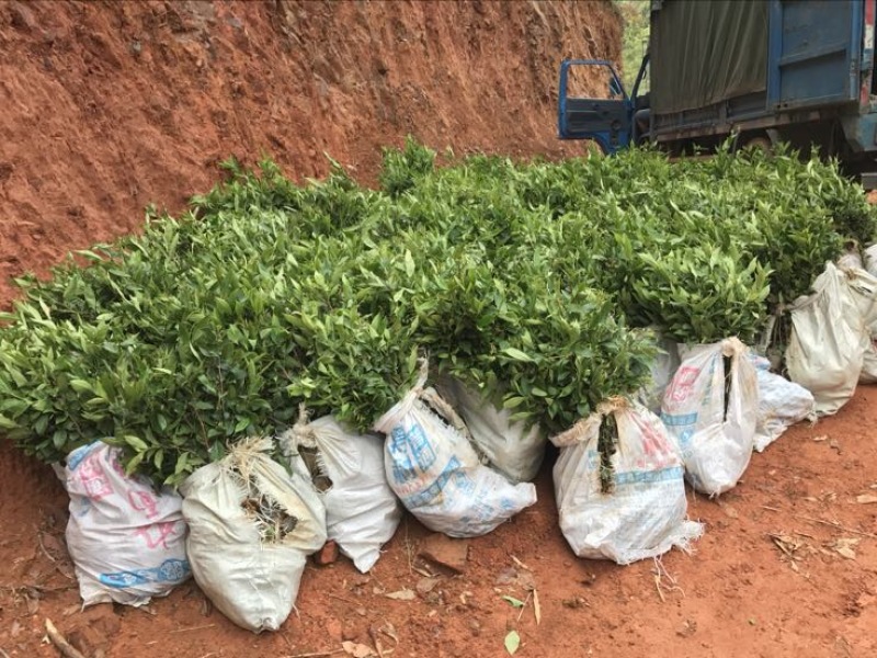 茶叶树苗英红九号红茶苗茶鸿雁十二号绿茶苗，白茶苗，