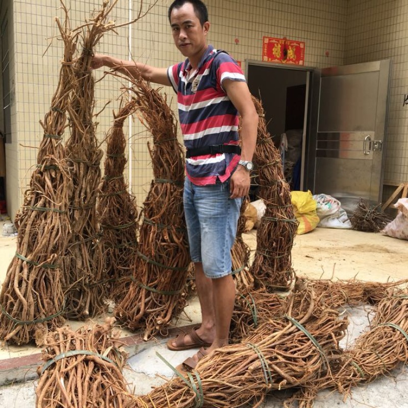 五指毛桃