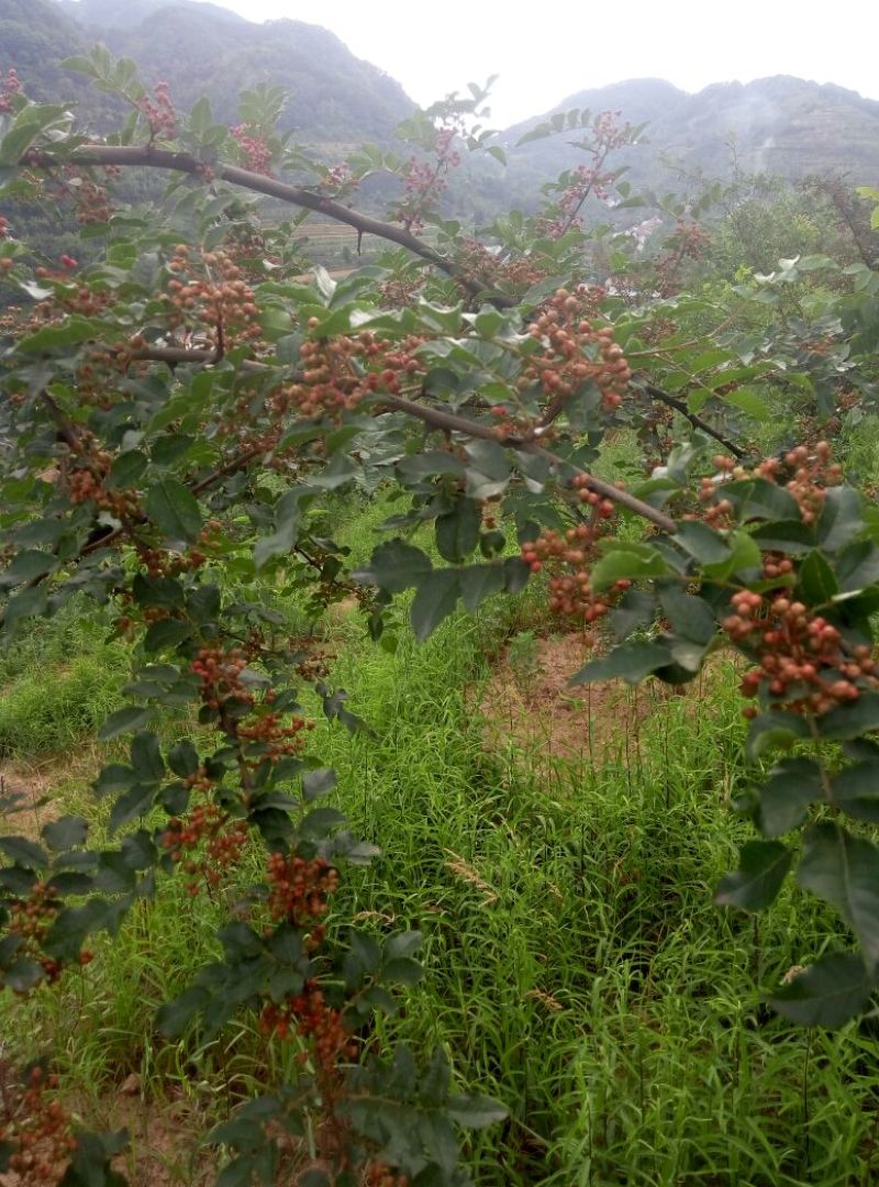 大红袍花椒一级干