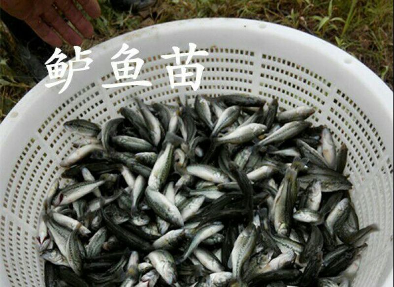 加州鲈鱼苗