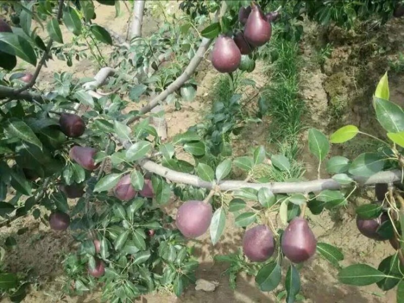 红梨
