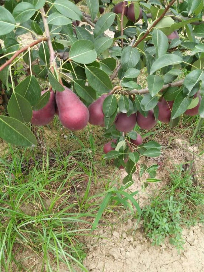 红梨