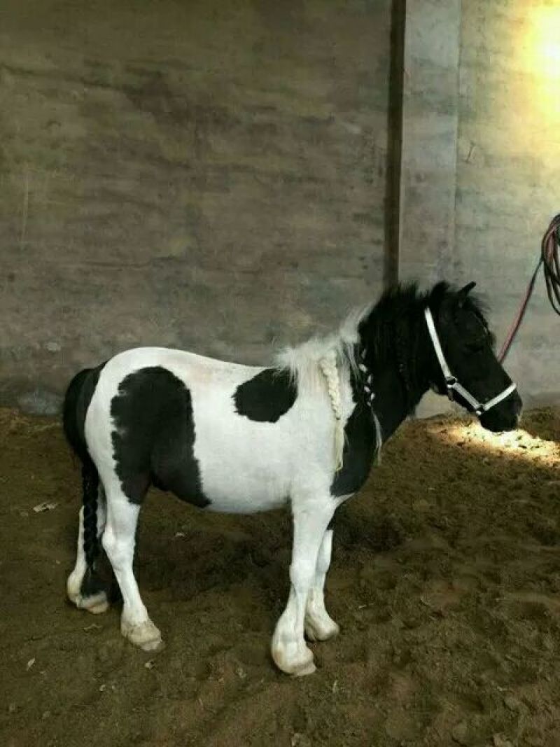 矮马100~200kg