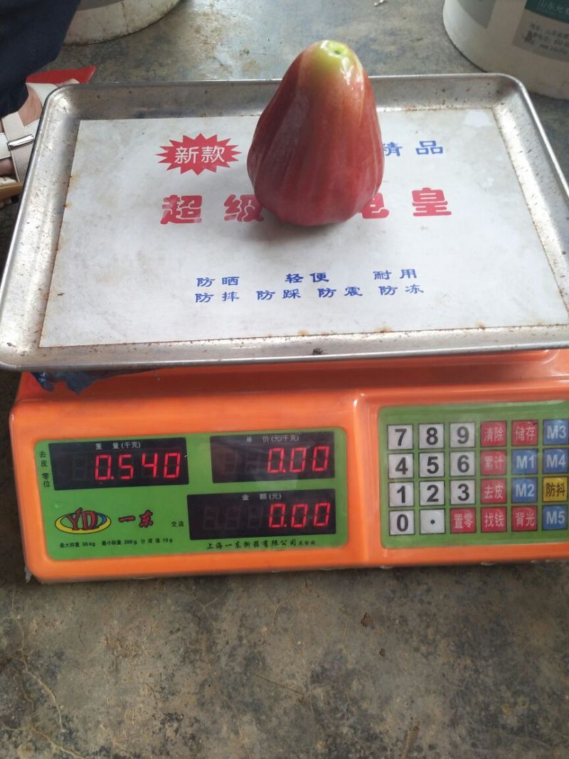 黑金刚莲雾7~9厘米