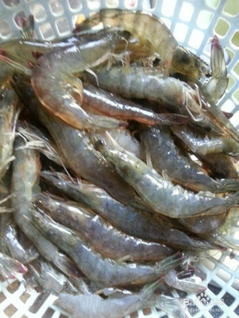 基围虾食用活虾