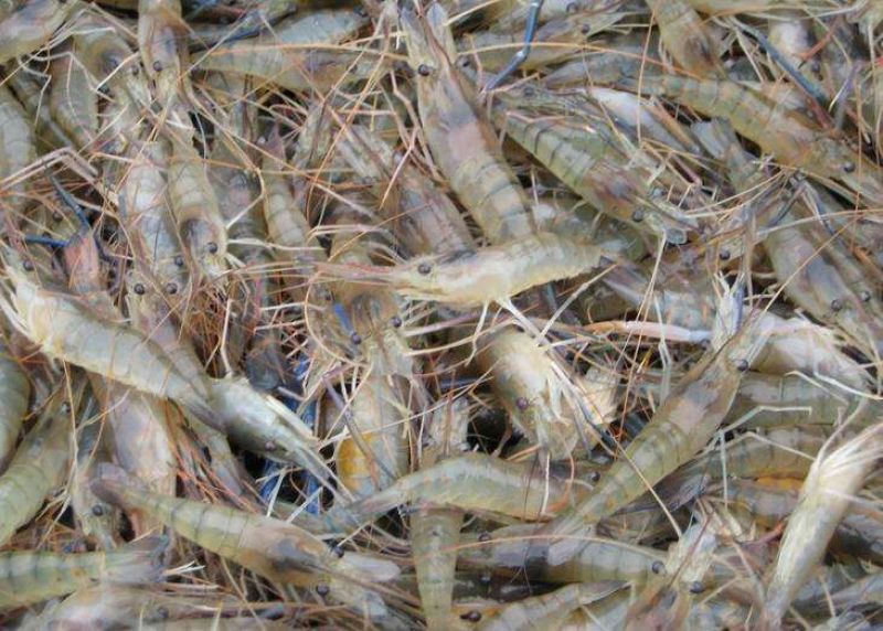 基围虾食用活虾