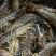 基围虾食用活虾