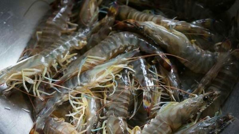 基围虾食用活虾