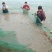 基围虾食用活虾