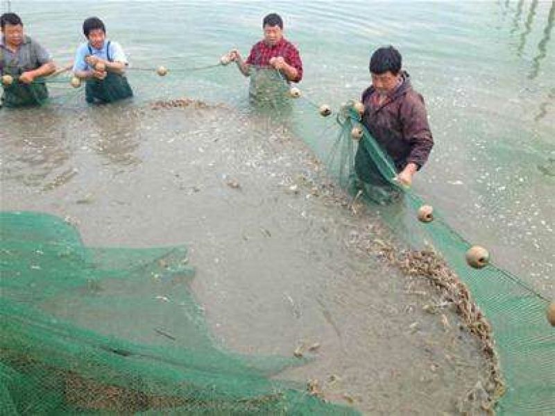 基围虾食用活虾