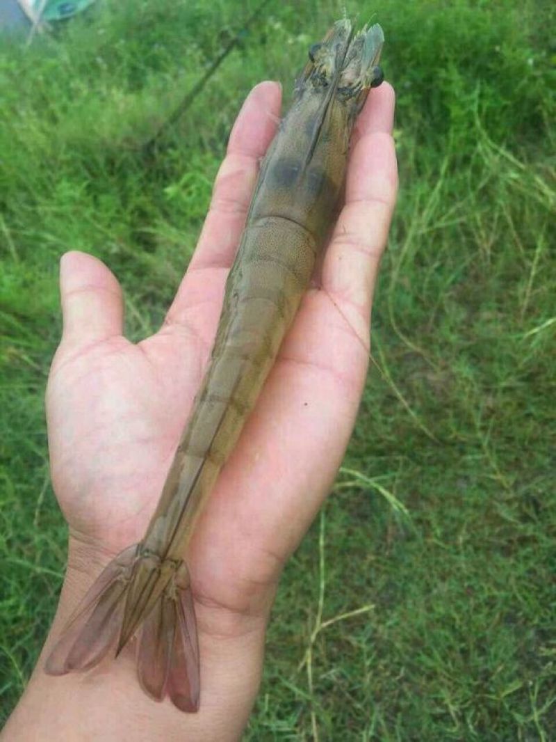 基围虾食用活虾