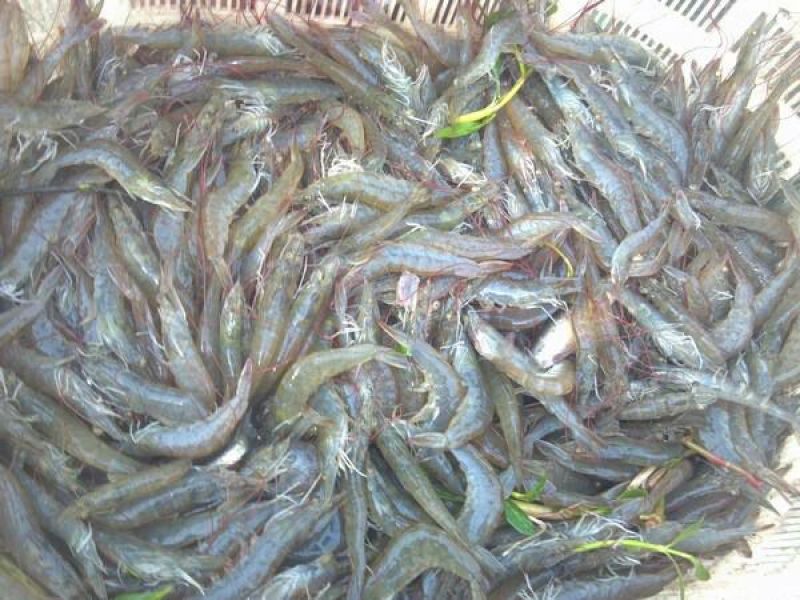 基围虾食用活虾