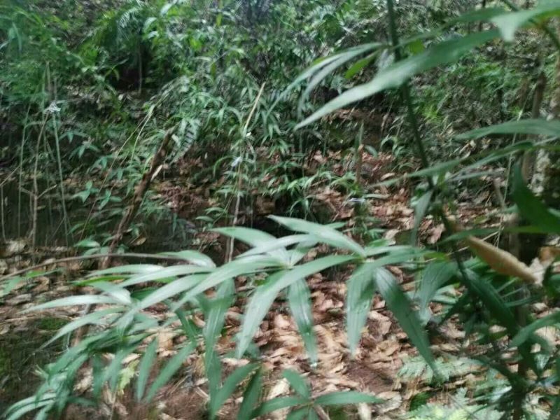 黄精滇黄精
