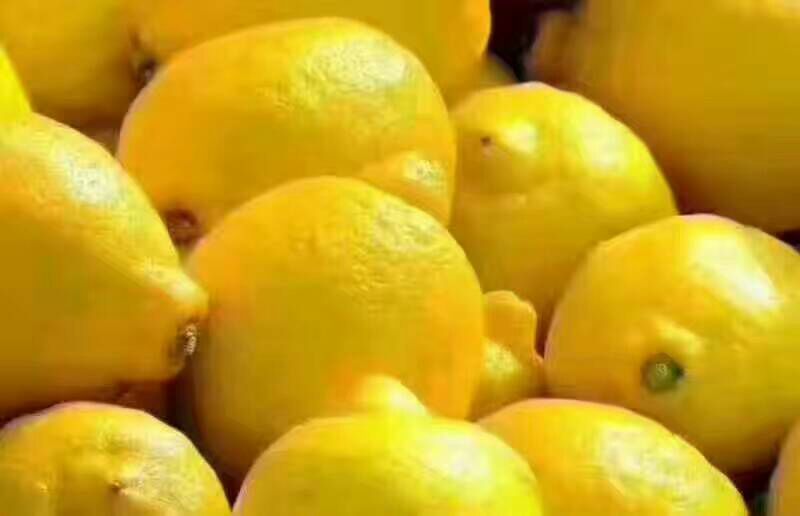 红茶●古树茶√爱上金柠檬