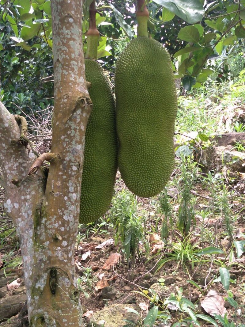 菠萝蜜