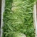 苦菊20~25cm
