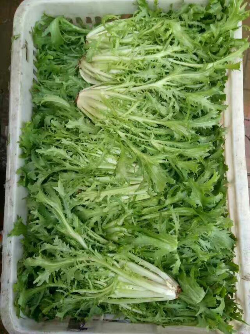 苦菊20~25cm