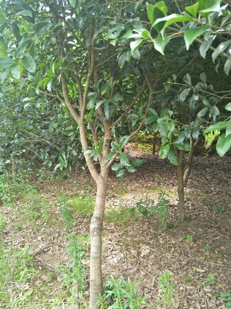 桂花树1~2米10~12cm2.5~3米