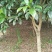 桂花树1~2米10~12cm2.5~3米