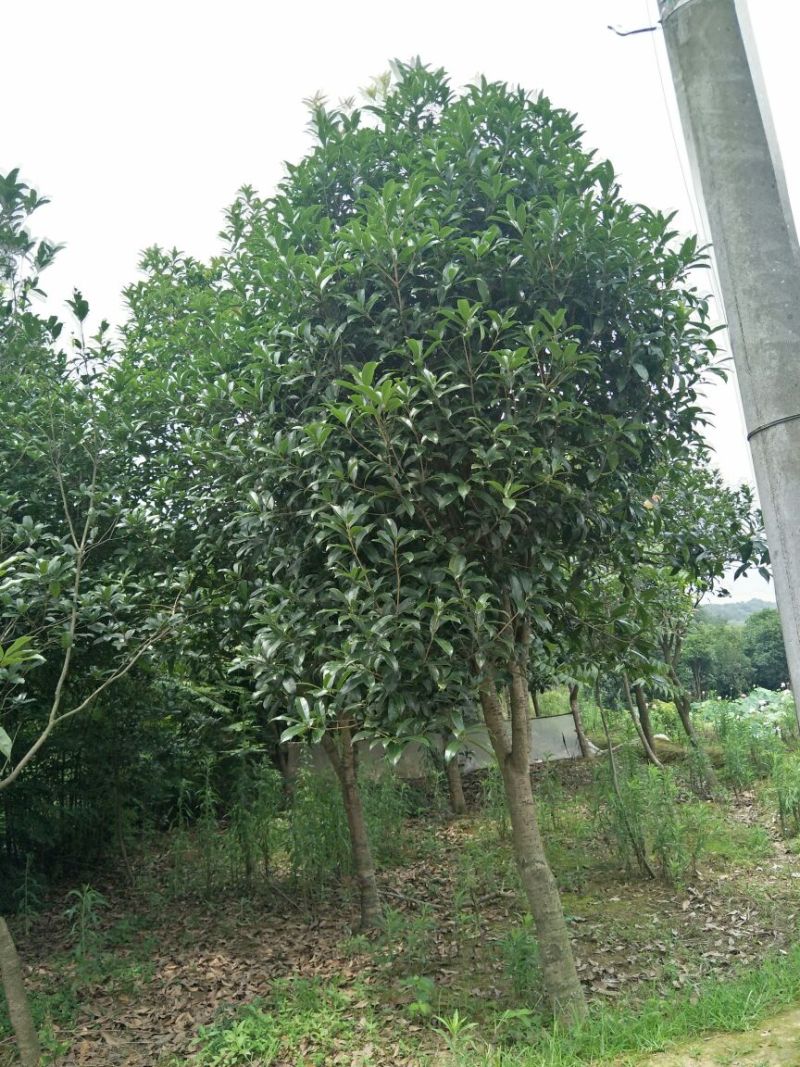 桂花树1~2米10~12cm2.5~3米