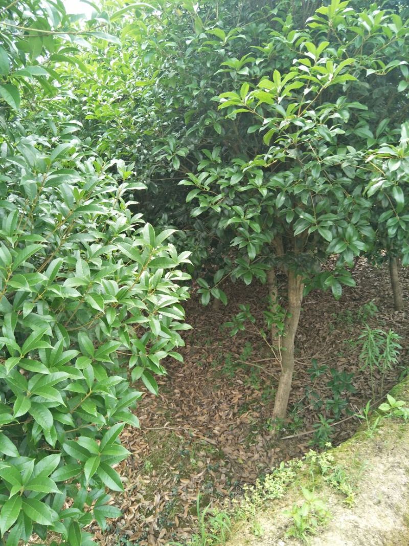 桂花树1~2米10~12cm2.5~3米