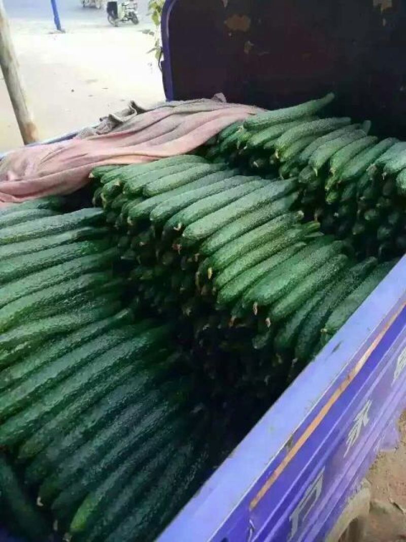 青瓜22~25公分！货源充足价格优惠产地直发对接商超