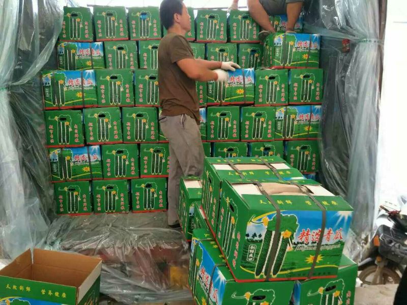 青瓜22~25公分！货源充足价格优惠产地直发对接商超