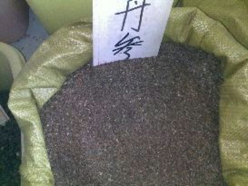 丹参种子大丹参籽新