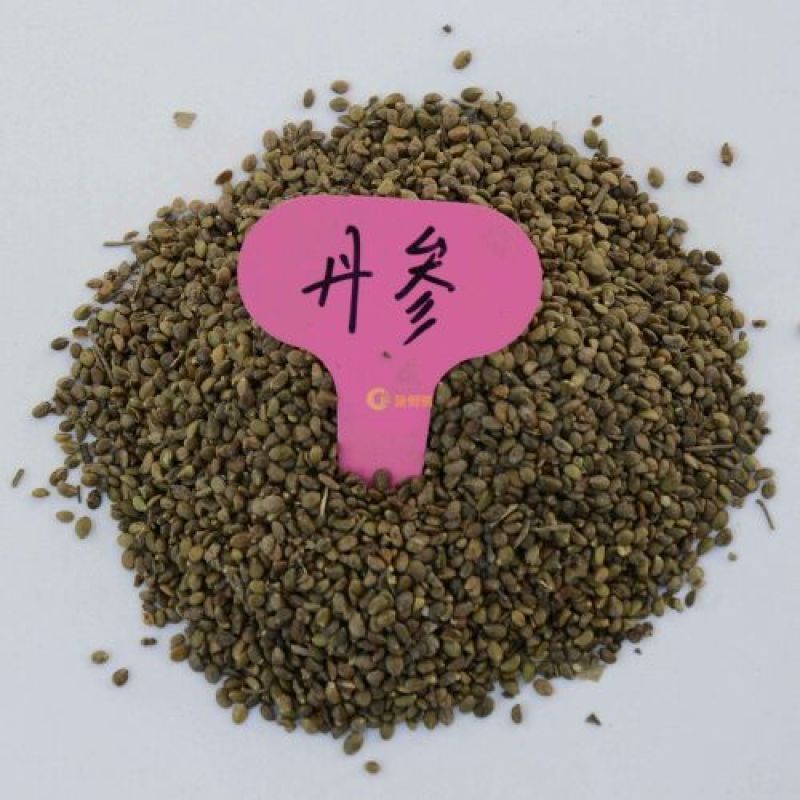 丹参种子大丹参籽新