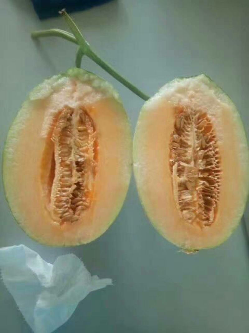 西州蜜瓜3斤以上长圆形