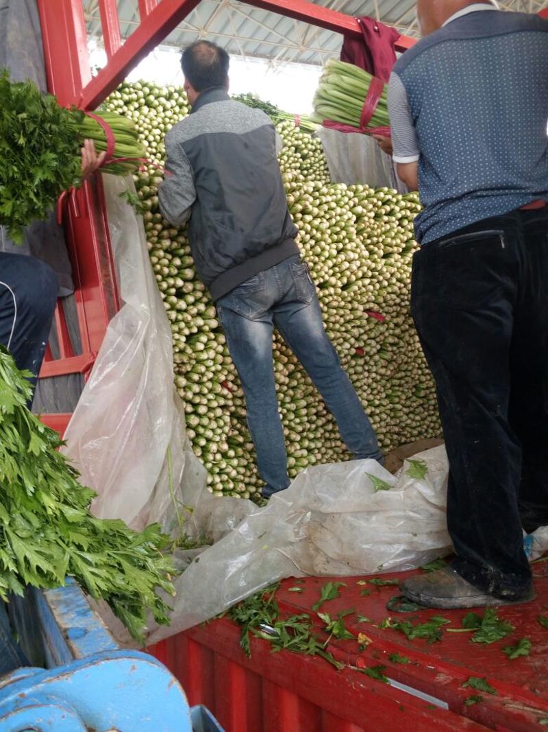 精品法国皇后芹菜650cm以上露天种植刚刚上市