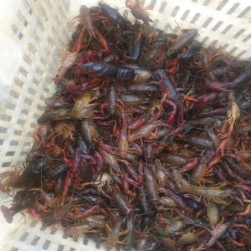 龙虾苗虾苗人工养殖
