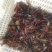 龙虾苗虾苗人工养殖
