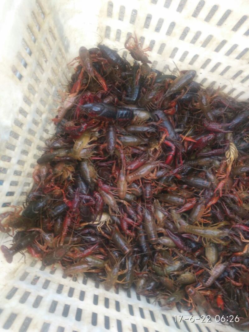 龙虾苗虾苗人工养殖