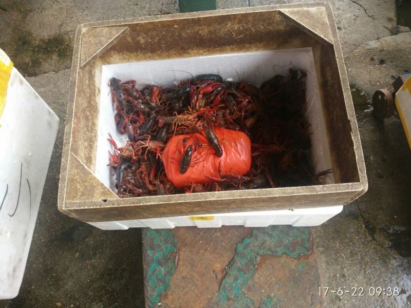 龙虾苗虾苗人工养殖