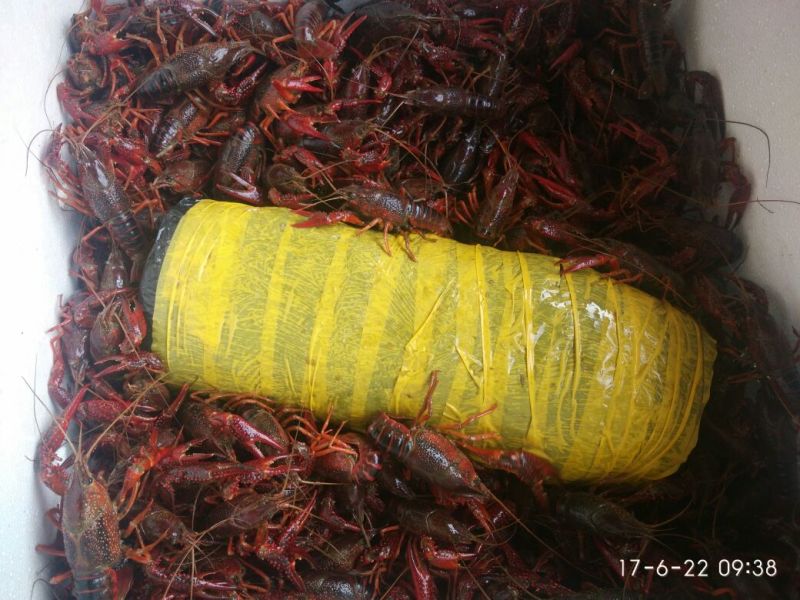 龙虾苗虾苗人工养殖