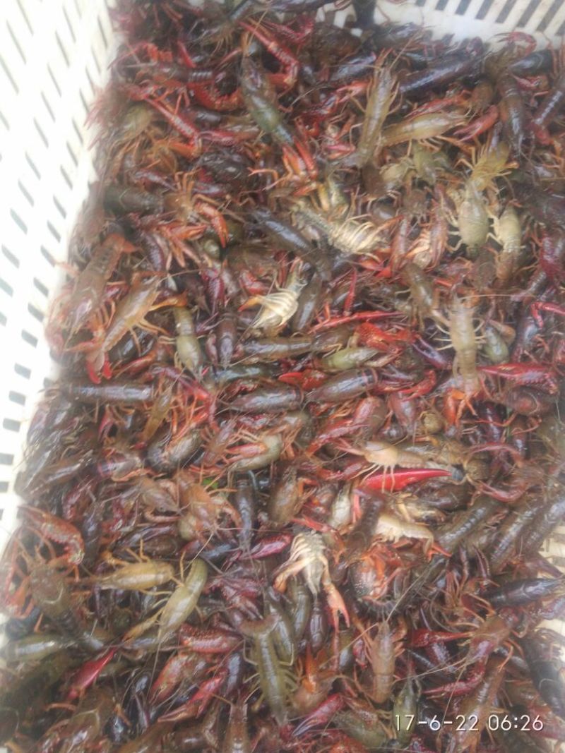 龙虾苗虾苗人工养殖