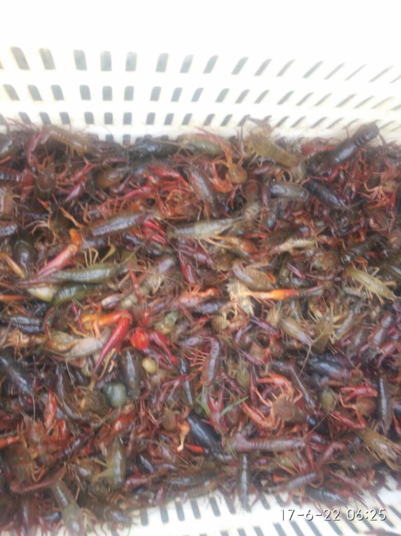 龙虾苗虾苗人工养殖