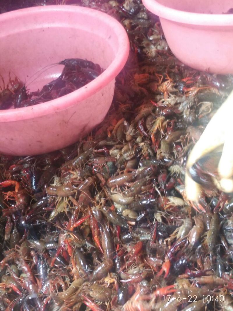 龙虾苗虾苗人工养殖