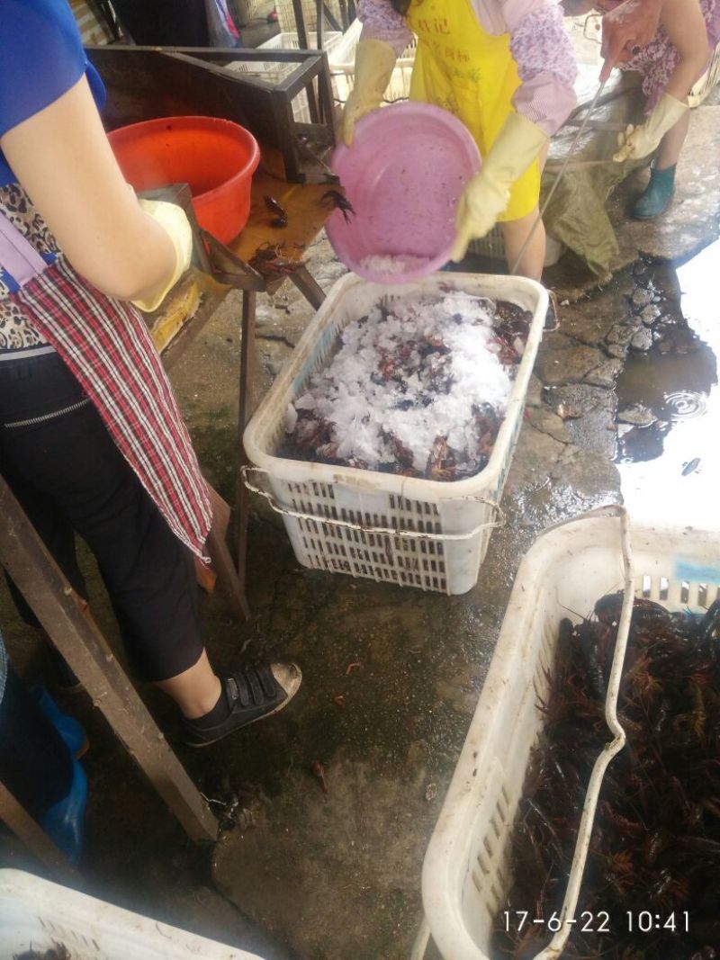 龙虾苗虾苗人工养殖