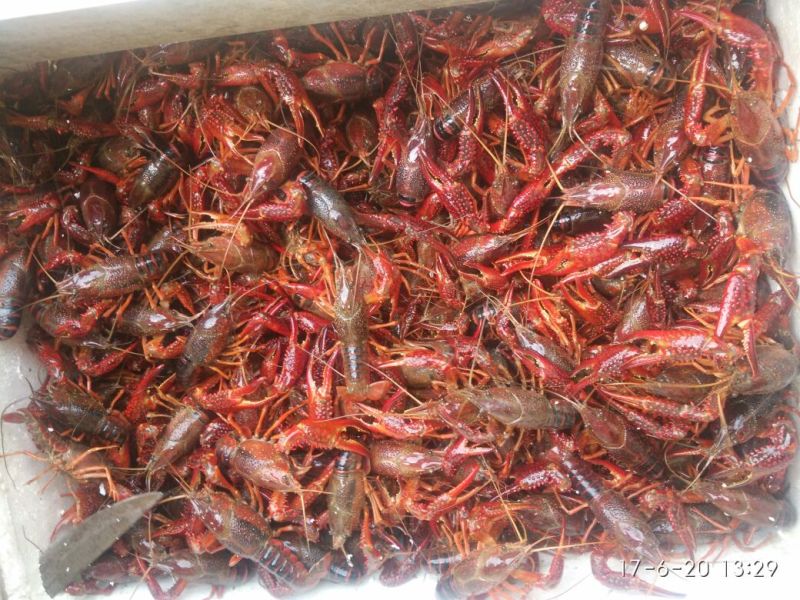 龙虾苗虾苗人工养殖