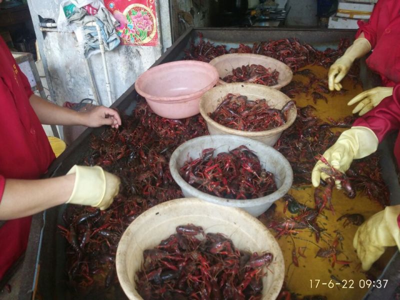 龙虾苗虾苗人工养殖