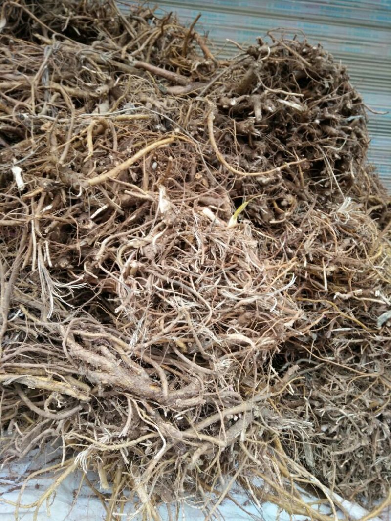 苦参统货