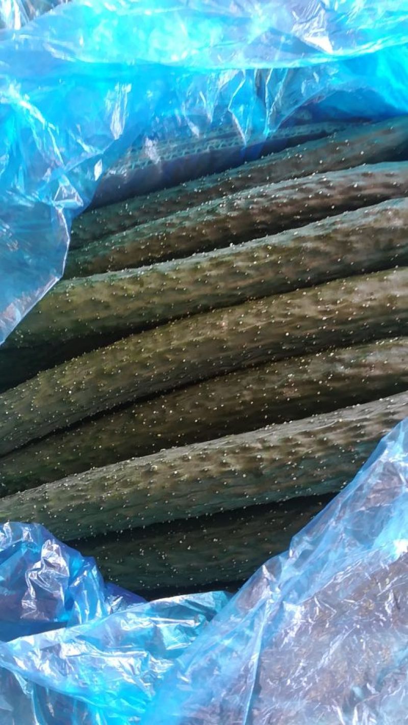 青瓜18~22公分干花带刺，各种蔬菜配车