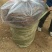 梨树苗早酥红梨苗基地直供梨树新品种梨树苗基地梨树新品种