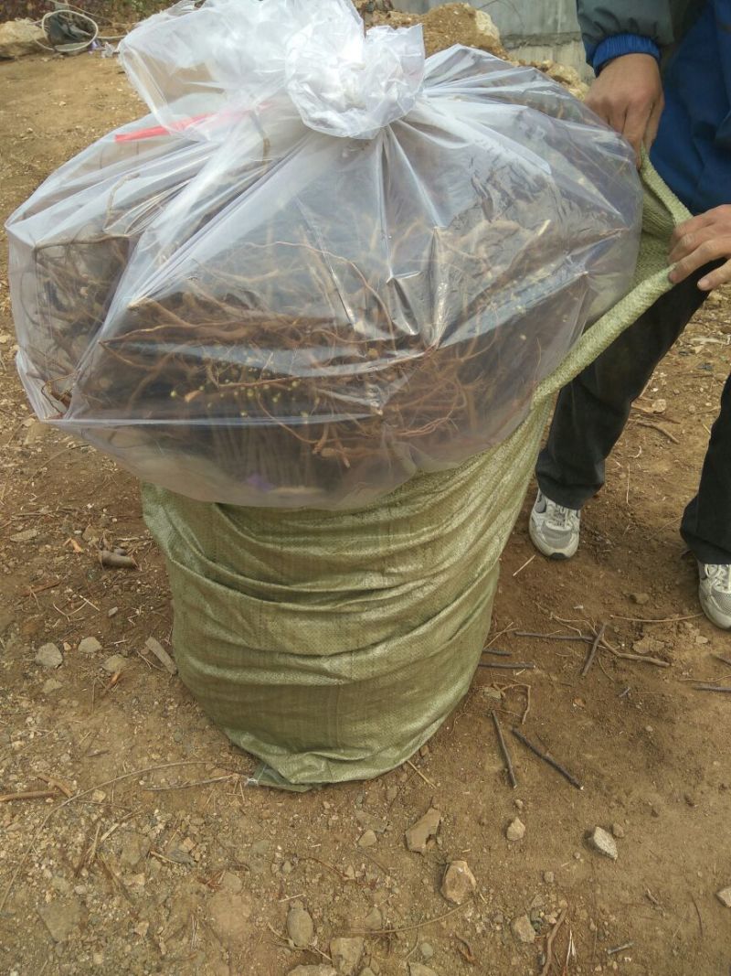 梨树苗早酥红梨苗基地直供梨树新品种梨树苗基地梨树新品种
