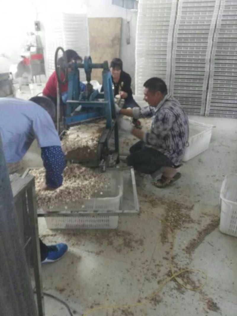 葛根苗发芽率保证，保证质量